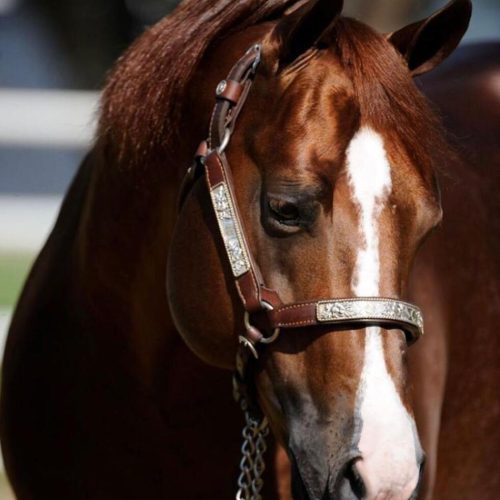 princ WhatsApp Image 2026-08-18 at 11.49.23
